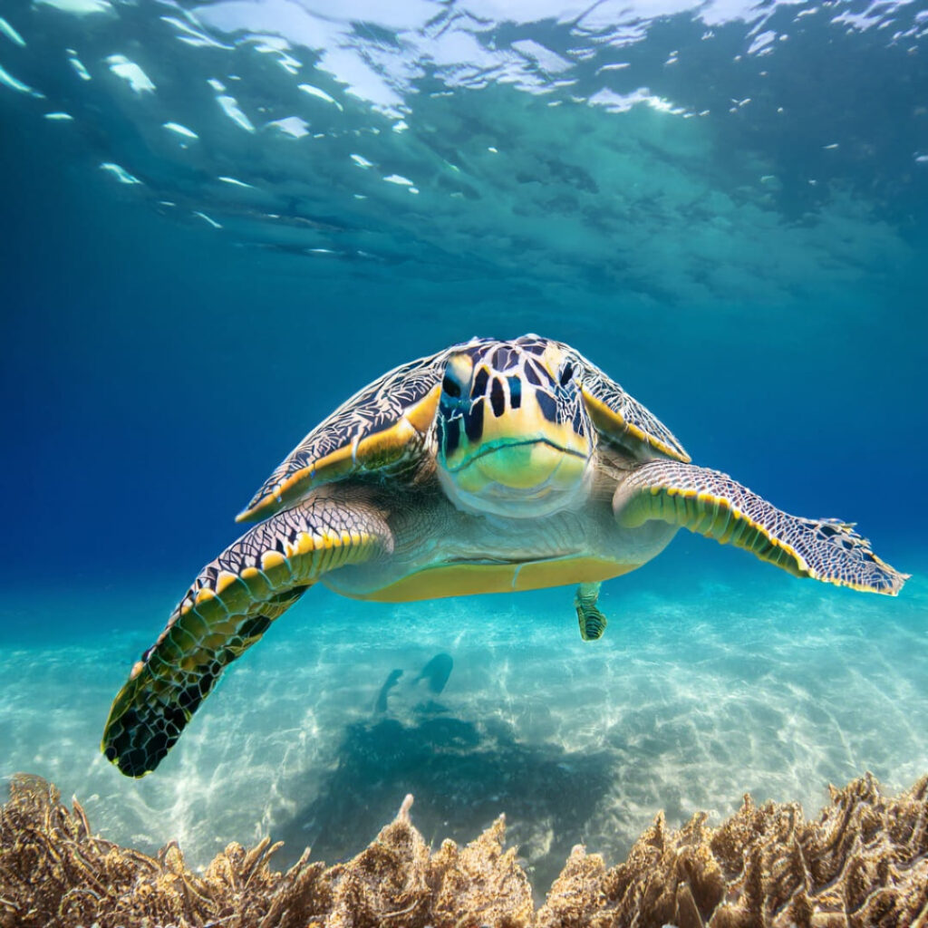 Ziptrak® Interior – Helping Conservation Efforts of Turtles and other Marine life.